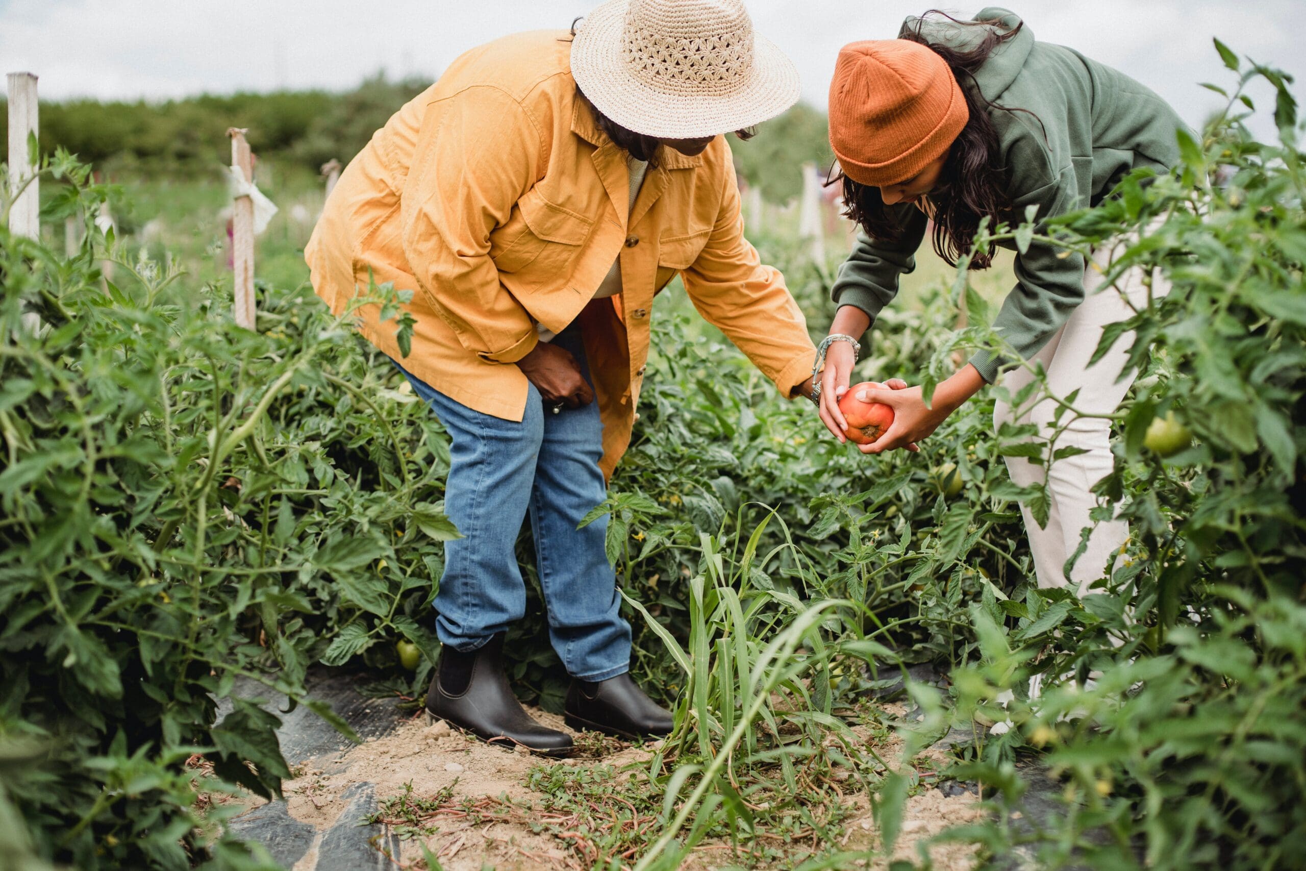 Better Incubation: bridging the gender gap in agriculture | Impact Hub
